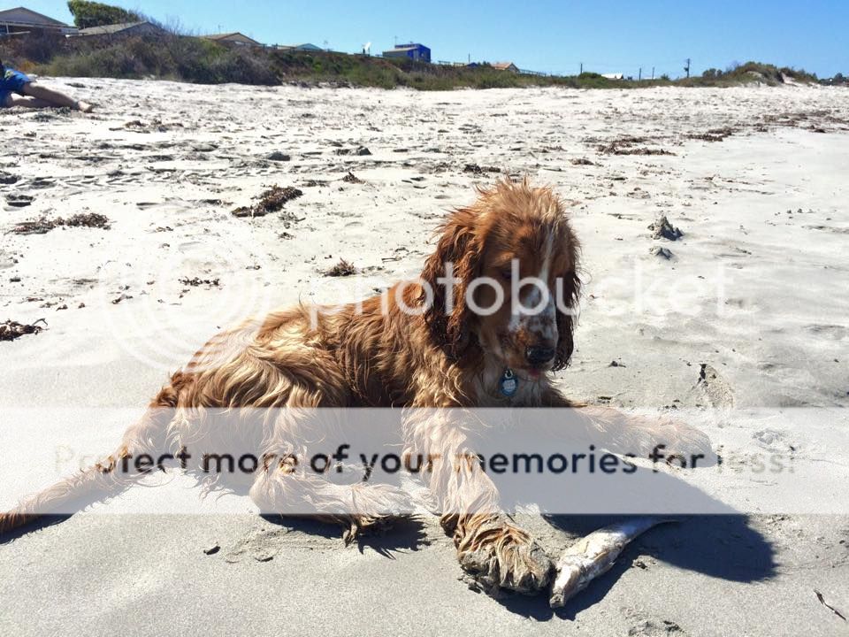 Dog Beaches in Perth find a local dog beach near you and around Perth